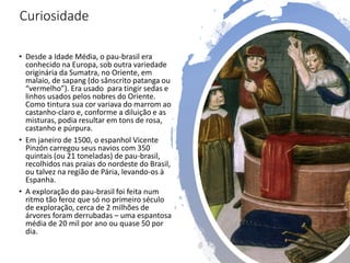 Curiosidade
• Desde a Idade Média, o pau-brasil era
conhecido na Europa, sob outra variedade
originária da Sumatra, no Oriente, em
malaio, de sapang (do sânscrito patanga ou
“vermelho”). Era usado para tingir sedas e
linhos usados pelos nobres do Oriente.
Como tintura sua cor variava do marrom ao
castanho-claro e, conforme a diluição e as
misturas, podia resultar em tons de rosa,
castanho e púrpura.
• Em janeiro de 1500, o espanhol Vicente
Pinzón carregou seus navios com 350
quintais (ou 21 toneladas) de pau-brasil,
recolhidos nas praias do nordeste do Brasil,
ou talvez na região de Pária, levando-os à
Espanha.
• A exploração do pau-brasil foi feita num
ritmo tão feroz que só no primeiro século
de exploração, cerca de 2 milhões de
árvores foram derrubadas – uma espantosa
média de 20 mil por ano ou quase 50 por
dia.
 