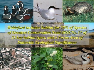 … but Kennebunk stands out! Biddeford includes habitat for 70% of Species of Greatest Conservation Need (SGCN), 17 of 21 key habitat types, and a Focus Area of Statewide Ecological Significance 