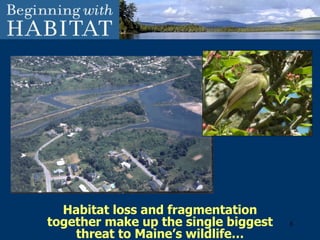 Habitat loss and fragmentation together make up the single biggest threat to Maine’s wildlife… 