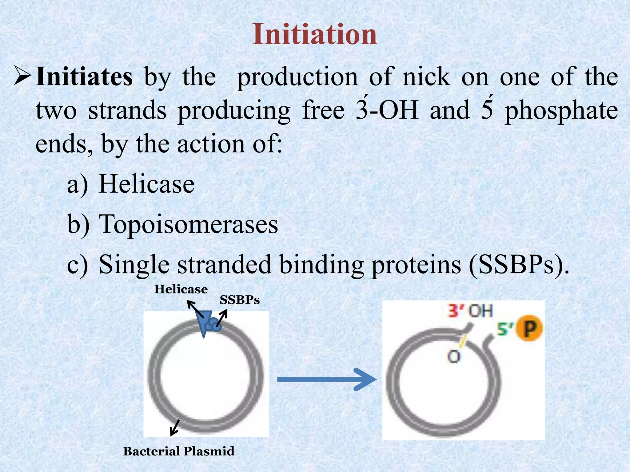 Initiation
Initiates by the production of nick on one of the
two strands producing free 3́-OH and 5́ phosphate
ends, by the action of:
a) Helicase
b) Topoisomerases
c) Single stranded binding proteins (SSBPs).
Helicase
Bacterial Plasmid
SSBPs
 