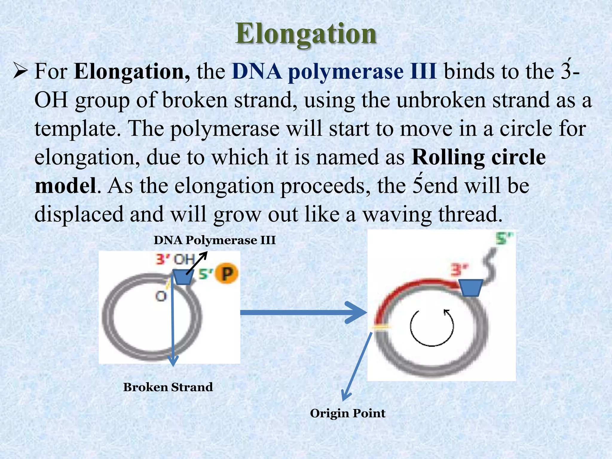 Elongation
 For Elongation, the DNA polymerase III binds to the 3́-
OH group of broken strand, using the unbroken strand as a
template. The polymerase will start to move in a circle for
elongation, due to which it is named as Rolling circle
model. As the elongation proceeds, the 5́end will be
displaced and will grow out like a waving thread.
DNA Polymerase III
Broken Strand
Origin Point
 