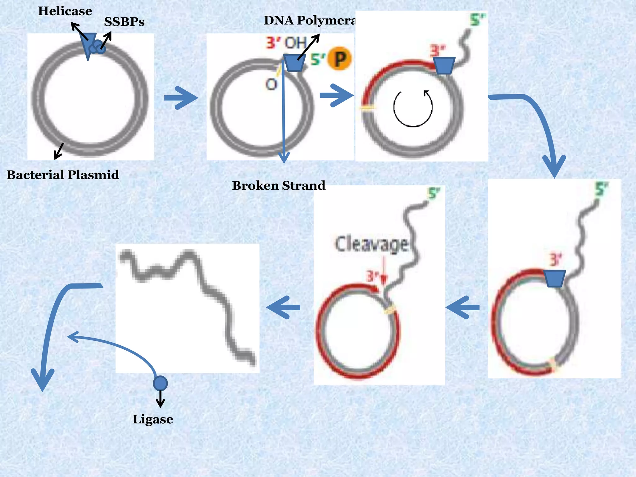 Helicase
Bacterial Plasmid
SSBPs DNA Polymerase III
Ligase
Broken Strand
 