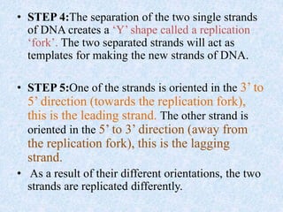 • STEP 4:The separation of the two single strands
of DNA creates a ‘Y’ shape called a replication
‘fork’. The two separated strands will act as
templates for making the new strands of DNA.
• STEP 5:One of the strands is oriented in the 3’ to
5’ direction (towards the replication fork),
this is the leading strand. The other strand is
oriented in the 5’ to 3’ direction (away from
the replication fork), this is the lagging
strand.
• As a result of their different orientations, the two
strands are replicated differently.
 