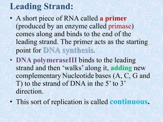 Leading Strand:
• A short piece of RNA called a primer
(produced by an enzyme called primase)
comes along and binds to the end of the
leading strand. The primer acts as the starting
point for DNA synthesis.
• DNA polymeraseIII binds to the leading
strand and then ‘walks’ along it, adding new
complementary Nucleotide bases (A, C, G and
T) to the strand of DNA in the 5’ to 3’
direction.
• This sort of replication is called continuous.
 