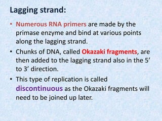 Lagging strand:
• Numerous RNA primers are made by the
primase enzyme and bind at various points
along the lagging strand.
• Chunks of DNA, called Okazaki fragments, are
then added to the lagging strand also in the 5’
to 3’ direction.
• This type of replication is called
discontinuous as the Okazaki fragments will
need to be joined up later.
 