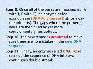 Step 9: Once all of the bases are matched up (A
with T, C with G), an enzyme called
exonuclease (DNA Polymerase I) strips away
the primer(s). The gaps where the primer(s)
were are then filled by yet more
complementary nucleotides.
Step 10: The new strand is proofread to make
sure there are no mistakes in the new DNA
sequence.
Step 11: Finally, an enzyme called DNA ligase
seals up the sequence of DNA into two
continuous double strands.
 