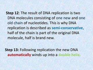 Step 12: The result of DNA replication is two
DNA molecules consisting of one new and one
old chain of nucleotides. This is why DNA
replication is described as semi-conservative,
half of the chain is part of the original DNA
molecule, half is brand new.
Step 13: Following replication the new DNA
automatically winds up into a double helix.
 