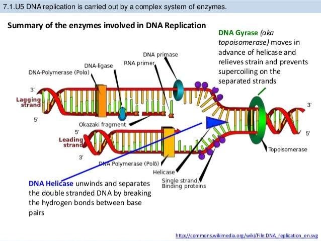 rolling circle model of dna replication pdf