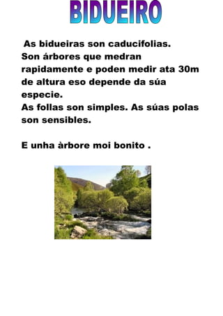 As bidueiras son caducifolias.
Son árbores que medran
rapidamente e poden medir ata 30m
de altura eso depende da súa
especie.
As follas son simples. As súas polas
son sensibles.

E unha àrbore moi bonito .
 