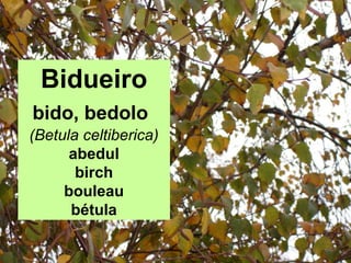 Bidueiro
bido, bedolo
(Betula celtiberica)
abedul
birch
bouleau
bétula
 