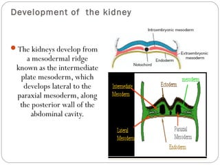 Imaging of Urinary tract TB | PPT