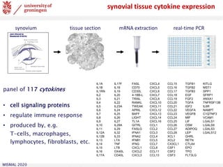 WISMAL 2020
mRNA extraction real-time PCRtissue sectionsynovium
synovial tissue cytokine expression
IL1A IL17F FASL CXCL4 CCL15 TGFB1 KITLG
IL1B IL18 CD70 CXCL5 CCL16 TGFB2 MST1
IL1RN IL19 CD30L CXCL6 CCL17 TGFB3 SPP1
IL2 IL20 4-1BB-L CXCL7 CCL18 EGF SFRP1
IL3 IL21 TRAIL CXCL9 CCL19 FGF2 ANXA1
IL4 IL22 RANKL CXCL10 CCL20 TGFA TNFRSF13B
IL5 IL23A TWEAK CXCL11 CCL21 IGF2 IL6R
IL6 IL24 APRIL CXCL12 CCL22 VEGFA NAMPT
IL7 IL25 BAFF CXCL13 CCL23 VEGFB C1QTNF3
IL8 IL26 LIGHT CXCL14 CCL24 MIF VCAM1
IL9 IL27 TL1A CXCL16 CCL25 LIF LGALS1
IL10 IL28A GITRL CCL1 CCL26 OSM LGALS9
IL11 IL29 FASLG CCL2 CCL27 ADIPOQ LGALS3
IL12A IL32 IFNA1 CCL3 CCL28 LEP LGALS12
IL12B IL33 IFNA2 CCL4 XCL1 GHRL
IL13 LTA IFNB1 CCL5 XCL2 RETN
IL14 TNF IFNG CCL7 CX3CL1 CTLA4
IL15 LTB CXCL1 CCL8 CSF1 EPO
IL16 OX40L CXCL2 CCL11 CSF2 TPO
IL17A CD40L CXCL3 CCL13 CSF3 FLT3LG
panel of 117 cytokines
• cell signaling proteins
• regulate immune response
• produced by, e.g.
T-cells, macrophages,
lymphocytes, fibroblasts, etc.
 