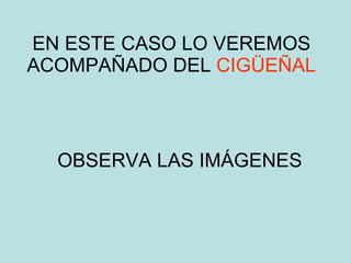 EN ESTE CASO LO VEREMOS ACOMPAÑADO DEL  CIGÜEÑAL OBSERVA LAS IMÁGENES 
