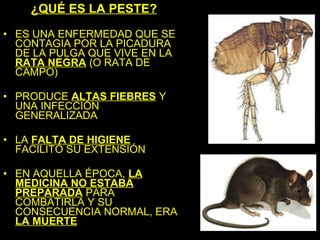 ¿QUÉ ES LA PESTE?
• ES UNA ENFERMEDAD QUE SE
  CONTAGIA POR LA PICADURA
  DE LA PULGA QUE VIVE EN LA
  RATA NEGRA (O RATA DE
  CAMPO)

• PRODUCE ALTAS FIEBRES Y
  UNA INFECCIÓN
  GENERALIZADA

• LA FALTA DE HIGIENE
  FACILITÓ SU EXTENSIÓN

• EN AQUELLA ÉPOCA, LA
  MEDICINA NO ESTABA
  PREPARADA PARA
  COMBATIRLA Y SU
  CONSECUENCIA NORMAL, ERA
  LA MUERTE
 