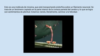 Esto es una molécula de miosina, que está transportando endorfina sobre un filamento neuronal. Se
trata de un fenómeno captado en la parte interior de la corteza parietal del cerebro y lo que se logra
son sentimientos de plenitud. Estamos viendo, literalmente, caminar a la felicidad.
 