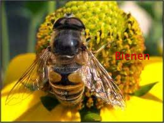 Bienen