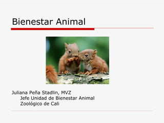 Bienestar Animal




Juliana Peña Stadlin, MVZ
    Jefe Unidad de Bienestar Animal
    Zoológico de Cali
 