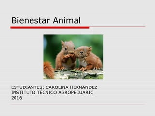 Bienestar Animal
ESTUDIANTES: CAROLINA HERNANDEZ
INSTITUTO TÉCNICO AGROPECUARIO
2016
 