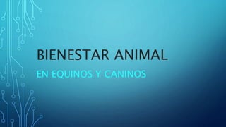 BIENESTAR ANIMAL
EN EQUINOS Y CANINOS
 