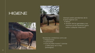 Bienestar animal en equino en veterinaria | PDF