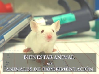 La ética en el uso de los animales de experimentación BIENESTAR ANIMAL  en ANIMALES DE EXPERIMENTACIÓN 