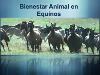 Bienestar Animal en 
Equinos 
 