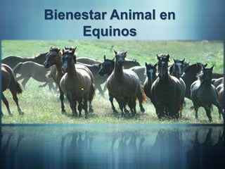Bienestar Animal en
     Equinos
 