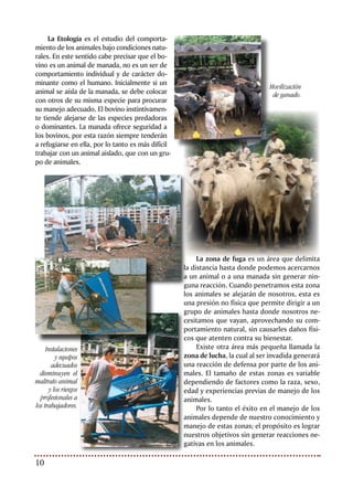 11Bienestar Animal: nuevo reto para la ganadería
Consideraciones para
el manejo del ganado
Infortunadamente, el maltrato de los animales
en la finca es cosa de todos los días, hasta el
punto de considerarse como algo normal den-
tro del manejo del ganado. Las consecuencias
son evidentes: pieles de mala calidad, contu-
siones, hematomas, fracturas y carne de menor
calidad. Se piensa que es normal golpear a los
animales, sin tener en cuenta que cada golpe
es una pérdida económica y una evidente falta
de consideración con un ser vivo que nos pro-
porciona grandes beneficios. Tales pérdidas se
evitarían o serían reducidas al máximo si se si-
guen los parámetros de bienestar animal.
El correcto manejo de la fuga disminuye
el maltrato, este consiste en dejar que los
animales se “fuguen” o se dirijan hacia donde
nosotros queremos que vayan, sin hacer uso
de la fuerza. Este principio se aplica desde
la recogida de los animales hacia los corra-
les, el trabajo en los mismos y el embarque
para el transporte hasta la conducción por las
mangas hacia el cajón de noqueo o insensibi-
lización en el frigorífico. El mayor problema
en la movilización del ganado es que no se
le da al animal la oportunidad de fugarse o
de moverse según su comportamiento, sino
que se trata de moverlo a la fuerza,
lo que genera desgaste de energía y
además conduce al maltrato.
La zona de fuga y el punto
de balance
Mover el ganado será más fácil si
conocemos estos conceptos. Como
mecionamos anteriormente, la Zona
de Fuga es el espacio individual del
animal, su tamaño depende del gra-
do de mansedumbre o fiereza. Los
animales totalmente mansos no tie-
ne zona de fuga, y la gente los pue-
de tocar sin problema. Un animal
comenzará a alejarse de la persona
que se aproxima cuando esta pasa el límite de
su zona de fuga.
Existe un Punto Ciego detrás de la cola del
animal, el cual deberá ser evitado por el traba-
jador, ya que los animales al no poder vernos
se darán la vuelta entorpeciendo cualquier ac-
tividad que estemos realizando con ellos.
Cuando los animales se devuelven en un
intento de alejarse de la presión del operario,
hay que retroceder y alejarse un poco, este re-
troceso se debe hacer instantáneamente cuan-
do el ganado intenta darse la vuelta. Si los ani-
males se detienen como consecuencia de un
estímulo extraño que hay adelante, se debe te-
ner paciencia y esperar a que el primer animal
del grupo continué la marcha, sin hacer uso de
la violencia. Los demás animales del grupo lo
seguirán instintivamente.
Cuando los animales retroceden en una
manga, hay que alejarse de ellos, no es necesa-
rio tocarlos ni golpearlos, ya que estos retroce-
den para aumentar la distancia con el operario y
permanecerán inmóviles si se les deja solos.
El Punto de Balance o Equilibrio es un
punto imaginario que se encuentra a la altu-
ra del “hombro” del animal. Los bovinos se
moverán hacia delante si la persona se para
detrás de ese punto y retrocederán si lo hace
delante del mismo.
Diagrama de las zonas de fuga y punto de balance.
 