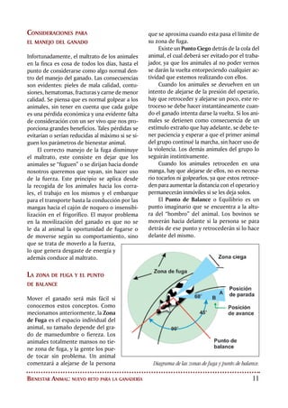 12
Un error común de manejo en las man-
gas, es que los trabajadores se ponen delante
del punto de balance de un animal al mismo
tiempo que quieren hacerlo avanzar. Cuando
se trabaja en una manga no hay necesidad
de golpear, ni utilizar el tábano eléctrico con
los animales para hacer que se muevan hacia
delante, si se conoce y aplica el principio de
Punto de Balance ellos se moverán sin com-
plicaciones. Si los animales están entrando
a la manga por si solos, hay que permitir su
avance sin intervenir, muchas veces lograre-
mos moverlos golpeando la pared de la man-
ga con la palma de la mano.
Se deben utilizar los principios de Zona
de Fuga y Punto de Balance para movilizar
los animales dentro de las mangas. Los ani-
males entran más fácil a una manga si esta
es desocupada parcialmente antes de meter
más animales; es recomendable llenar las
mangas solo hasta el 50% de su capacidad. El
trabajador debe concentrar sus esfuerzos en
hacer que los animales de adelante entren
a la manga, y evitar empujar a los de atrás
contra los de adelante.
Las puertas de ingreso de las mangas
siempre deben estar abiertas cuando se quie-
ra introducir a un grupo de animales, pues el
ganado retrocederá ante una puerta cerrada.
Como herramienta para el manejo del ga-
nado dentro de las mangas y corrales pueden
utilizarse palos con banderas como una ayu-
da visual para la movilización de los animales.
Estos elementos evitarán los daños causados
por garrotes, tábanos eléctricos, rejos, pata-
das y otros elementos contundentes que ha-
bitualmente se utilizan con los bovinos.
Los principios de Zona de Fuga y Punto de
Balance son aplicables a un gran grupo de ani-
males como por ejemplo cuando se recoge el
ganado desde los potreros; los bovinos por ser
animales de manada cuando están en grupo
se comportarán de la misma manera frente a
los estímulos que se hagan al tratar de movi-
lizarlos. De esta forma si estamos delante del
rebaño los animales tenderán a devolverse y si
estamos detrás marcharán hacia adelante. Los
animales que vacilan pueden ser conducidos
hacia los corrales o vehículos, llevando prime-
ro a uno manso, para que los otros lo sigan.
El primer cambio a realizar si se quiere me-
jorar el manejo es erradicar en el personal la ac-
titud de ataque y enseñarle los principios de la
zona de fuga y concientizarlos de los beneficios
de las Buenas Prácticas de Bienestar Animal.
Los tábanos eléctricos se deben usar lo me-
nos posible o únicamente con los animales más
tercos. El voltaje utilizado no debe exceder los
32 voltios y nunca se debe usar en lugares sensi-
bles como los ojos, el hocico, el ano o la vulva.
Ayudas visuales
para la
movilización
del ganado.
Alimentación animal
 