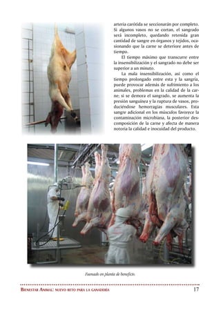 18
BENEFICIOS DE
LA ADOPCIÓN
DE LAS BUENAS
PRÁCTICAS DE
BIENESTAR ANIMAL
Indudablemente son numerosos
los beneficios que se obtienen al
establecer buenas prácticas de
bienestar animal en la finca y a lo
largo de la cadena cárnica bovina.
En este punto cabe destacar que estas
Buenas Prácticas contribuyen a mejorar
el funcionamiento integral de un sistema de
aseguramiento de la calidad e inocuidad des-
de la producción primaria hasta el frigorífico.
Las Buenas Prácticas de Bienestar Animal se
enlazan y se complementan con las Buenas
Prácticas de Alimentación Animal, las Buenas
Prácticas en el Uso de Medicamentos Veteri-
narios en la Finca y con las Buenas Prácticas
de Manufacturas en el Frigorífico.
A continuación se destacan algunos de
los beneficios del establecimiento de las Bue-
nas Prácticas de Bienestar Animal:
•	 Se evita el deterioro de las canales, las
correspondientes pérdidas económicas y
se genera mayor valor como consecuen-
cia de la reducción de defectos, lesiones
y decomisos.
•	 Menor mortalidad de animales en las
fases de producción y durante el trans-
porte.
•	 Mejor calidad e inocuidad de la carne,
gracias a la reducción del estrés del ani-
mal, contribuyendo a la obtención de
un alimento de calidad e inocuo para el
consumidor.
•	 Mejor calidad y valor de la piel.
•	 Disminución de los riesgos profesionales
para los trabajadores.
•	 Mejoramiento de la percepción pública
como consecuencia de un trato digno y
humanitario con los animales.
•	 Aumento de competitividad frente a mer-
cados nacionales e internacionales.
 