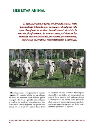 Bienestar Animal: nuevo reto para la ganadería
CONSECUENCIAS
DEL MALTRATO,
EL ESTRÉS E
INADECUADAS
PRÁCTICAS DE
BIENESTAR ANIMAL
Inadecuadas prácticas de
bienestar animal conllevan a
pérdidas económicas importantes
debido a las lesiones causadas
a los animales durante las
diferentes fases de producción
y especialmente durante los
procedimientos de embarque,
transporte y desembarque.
La carne con hematomas supone una pérdi-
da ya que no es apta como alimento, no es
aceptada por el consumidor, no se puede usar
en la preparación de carnes procesadas, se
descompone rápidamente en razón a que la
carne ensangrentada es un medio ideal para
el crecimiento de bacterias contaminantes;
por los anteriores motivos debe ser decomi-
sada durante la inspección.
Otras pérdidas se generan por daño a las
pieles, las cuales corresponden por unidad al
mayor valor de todos los subproductos del
animal sacrificado.
Las pieles del ganado sacrificado pueden
ser dañadas por el mal manejo y mal trato de
los animales. Estos daños se producen por
ejemplo por un marcaje excesivo, lesiones
causadas por objetos agudos y contundentes
(espinas, látigos, palos, alambres de púas) y
cuernos, así como consecuencia del uso de
instalaciones de manejo inadecuadas, vehícu-
los no aptos ni diseñados para el transporte
animal. Igualmente se producen durante el
sacrificio, dejando que el animal se altere y
se lesione, pegando al animal o forzándolo
al suelo, arrastrando el cuerpo vivo o muerto
del animal por el piso.
Por lo tanto el bienestar animal y con-
secuentemente la calidad de la carne puede
verse afectada por todas aquellas prácticas
que se lleven a cabo con los animales en la
finca, durante el transporte y en la planta de
beneficio.
Hematomas
producidos por
mal trato.
 
