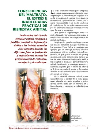 BIENESTAR ANIMAL
EN LA FINCA
En la finca son muchas las
prácticas y situaciones que
pueden afectar el bienestar
de los animales y por ende la
calidad e inocuidad de la carne.
Entre estos tenemos la presencia
de elementos cortopunzantes,
obstáculos, instalaciones
deficientes y el empleo de objetos
contundentes para el manejo de
los animales. Igualmente no es
recomendado el empleo de perros
para arrear los animales, ni
prácticas como torcerles la cola
para forzar su movilización.
Los embarcaderos y mangas en mal estado
o mal diseñados pueden generar lesiones
en las pieles y en las canales, por esta razón
se debe procurar un diseño adecuado y el
mantenimiento de las mismas, de manera tal
que se facilite la protección de la integridad
de los animales.
La recogida y arreo de los animales desde
los potreros a los corrales, su movilización a
través de las mangas y embarcaderos, el embar-
que, transporte y descarga, así como la conduc-
ción por las mangas en las plantas de beneficio
previo al sacrificio, usualmente se acompañan
de malos tratos, gritos, patadas, uso de garro-
tes y elementos contundentes, palos y tábanos
eléctricos entre otros. Esto trae graves conse-
cuencias que son observadas en las canales y
las pieles, generan perdidas de dinero debido
al decomiso de áreas no aptas para el consumo
humano, y producen alteraciones de la calidad e
inocuidad de la carne que determinan un menor
tiempo de vida para la misma.
Son recomendadas las mangas curvas, de
paredes cerradas, y sin salientes que puedan
lesionar los animales. Los embarcaderos deben
tener pisos antideslizantes que minimicen las
caídas de los animales, deben presentar una
diferencia de altura no mayor a 20 cm con el
camión destinado al transporte del ganado.
Para la aplicación de medicamentos y bio-
lógicos de uso veterinario, se debe procurar
el uso de agujas nuevas e individuales con
el fin de evitar infecciones o lesiones en los
animales.
Los lazos y demás implementos que se
utilizan en las prácticas de manejo animal de-
ben estar en condiciones óptimas para minimi-
zar lesiones en los animales y evitar accidentes
en el personal que lo utiliza. Se debe procurar
el uso de bretes para la realización de prácticas
de manejo animal.
Cuando las prácticas de manejo obliguen
al derribamiento de los animales, es necesario
evitar el maltrato de los mismos. Para cambiar
de posición a un animal adulto echado o que
yace sobre un costado, el giro ha de realizarse
pasando por el dorso o espalda del animal.
El topizado del ganado es una práctica
que disminuye las lesiones durante la cría y
levante, así como durante el transporte. La
Mangas curvas y de paredes completas que
facilitan el manejo del ganado.
 