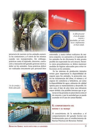 10
La Etología es el estudio del comporta-
miento de los animales bajo condiciones natu-
rales. En este sentido cabe precisar que el bo-
vino es un animal de manada, no es un ser de
comportamiento individual y de carácter do-
minante como el humano. Inicialmente si un
animal se aísla de la manada, se debe colocar
con otros de su misma especie para procurar
su manejo adecuado. El bovino instintivamen-
te tiende alejarse de las especies predadoras
o dominantes. La manada ofrece seguridad a
los bovinos, por esta razón siempre tenderán
a refugiarse en ella, por lo tanto es más difícil
trabajar con un animal aislado, que con un gru-
po de animales.
La zona de fuga es un área que delimita
la distancia hasta donde podemos acercarnos
a un animal o a una manada sin generar nin-
guna reacción. Cuando penetramos esta zona
los animales se alejarán de nosotros, esta es
una presión no física que permite dirigir a un
grupo de animales hasta donde nosotros ne-
cesitamos que vayan, aprovechando su com-
portamiento natural, sin causarles daños físi-
cos que atenten contra su bienestar.
Existe otra área más pequeña llamada la
zona de lucha, la cual al ser invadida generará
una reacción de defensa por parte de los ani-
males. El tamaño de estas zonas es variable
dependiendo de factores como la raza, sexo,
edad y experiencias previas de manejo de los
animales.
Por lo tanto el éxito en el manejo de los
animales depende de nuestro conocimiento y
manejo de estas zonas; el propósito es lograr
nuestros objetivos sin generar reacciones ne-
gativas en los animales.
Movilización
de ganado.
Instalaciones
y equipos
adecuados
disminuyen el
maltrato animal
y los riesgos
profesionales a
los trabajadores.
 