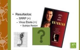 • Resultados: 
– SRRP (+) 
– Virus Ébola (+) 
• Subtipo Reston 
 