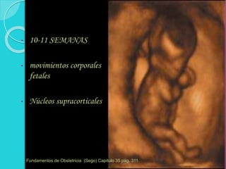 • 10-11 SEMANAS
• movimientos corporales
fetales
• Núcleos supracorticales
Fundamentos de Obstetricia (Sego) Capitulo 35 pág. 311
 