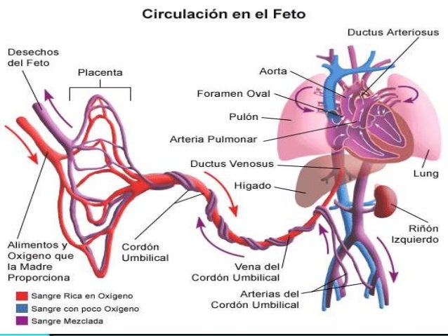 Resultado de imagen para perdida de bienestar fetal