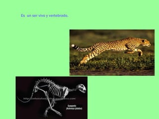 Es  un ser vivo y vertebrado.   