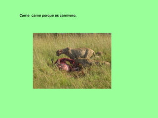 Come  carne porque es carnívoro. 