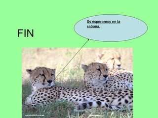FIN  Os esperamos en la sabana. 
