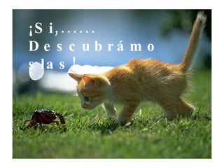 ¡Si,...... Descubrámoslas! 