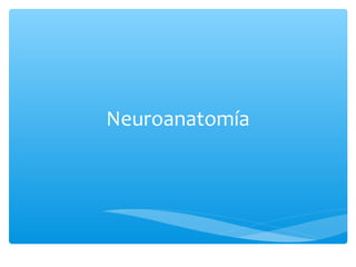 Neuroanatomía
 