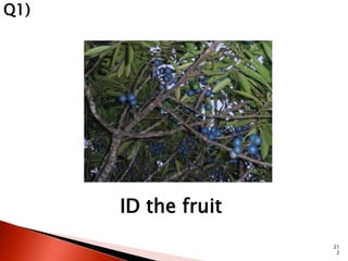 ID the fruit 
21 
2 
Q1) 
 
