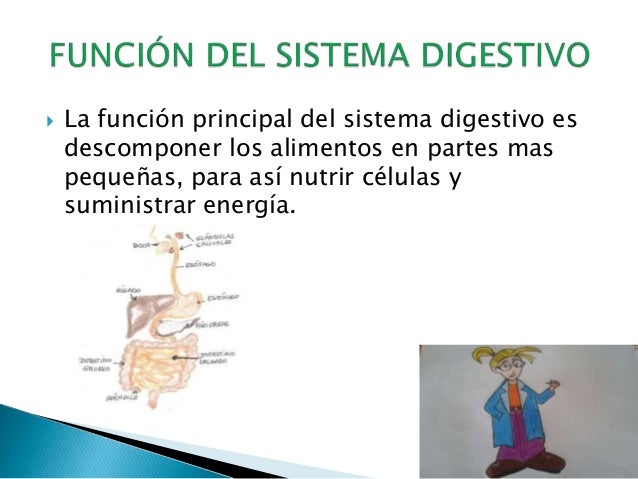 Bienvenidos al conocimiento del sistema digestivo