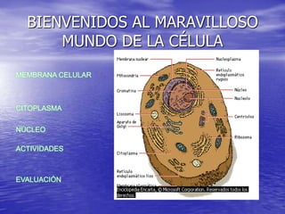 BIENVENIDOS AL MARAVILLOSO MUNDO DE LA CÉLULA MEMBRANA CELULAR CITOPLASMA NÚCLEO ACTIVIDADES EVALUACIÓN 
