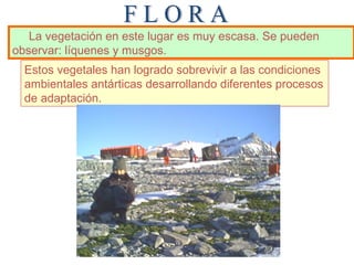 F L O R A La vegetación en este lugar es muy escasa. Se pueden observar:  líquenes y musgos .   E stos vegetales han logrado sobrevivir a las condiciones ambientales antárticas desarrollando diferentes procesos de adaptación.   