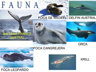 F  A  U  N  A BALLENA FRANCA AUSTRAL DELFIN AUSTRAL FOCA DE WEDELL FOCA CANGREJERA FOCA LEOPARDO KRILL ORCA 