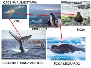 KRILL PINGÜINO PAPUA FOCA LEOPARDO BALLENA FRANCA AUSTRAL CADENA ALIMENTARIA  SKUA 