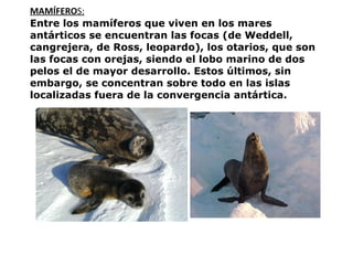 MAMÍFERO S: Entre los mamíferos que viven en los mares antárticos se encuentran las focas (de Weddell, cangrejera, de Ross, leopardo), los otarios, que son las focas con orejas, siendo el lobo marino de dos pelos el de mayor desarrollo. Estos últimos, sin embargo, se concentran sobre todo en las islas localizadas fuera de la convergencia antártica.   