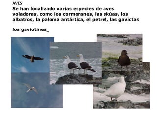AVES  Se han localizado varias especies de aves voladoras, como los cormoranes, las skúas, los albatros, la paloma   antártica, el petrel, las gaviotas   los gaviotines   