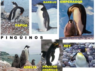 ADELIA P  I  N G  Û  I  N  O  S BARBIJO EMPERADOR PAPUA PENACHO AMARILLO REY 